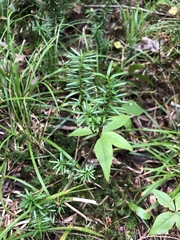 Taxus canadensis