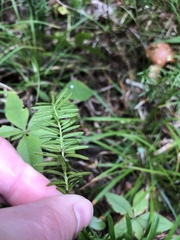 Taxus canadensis