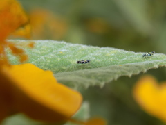 Trypanalebra maculata