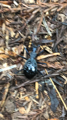 Scaphinotus angusticollis