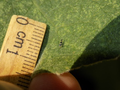Trypanalebra maculata