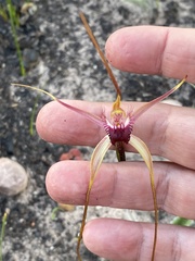Caladenia heberleana