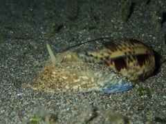 Littorinimorpha
