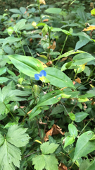 Commelina communis