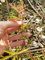 Ludwigia polycarpa