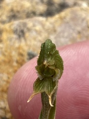 Pterostylis sargentii