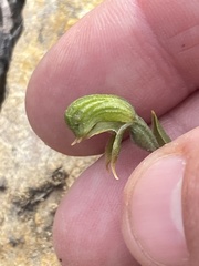 Pterostylis sargentii