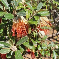 Diplolaena dampieri