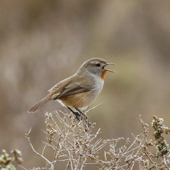 Pyrrholaemus brunneus