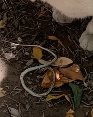 Platyceps rhodorachis