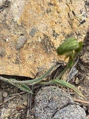 Pterostylis sargentii