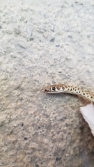 Platyceps rhodorachis