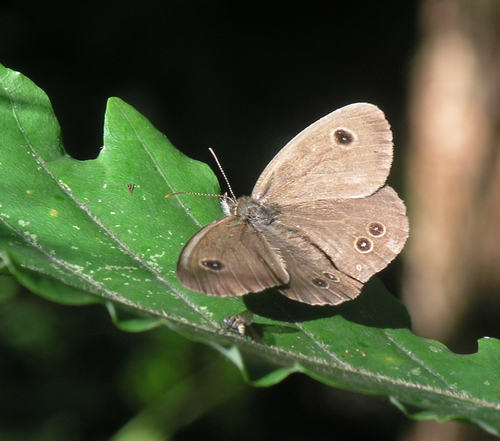 Common Fivering photo 2