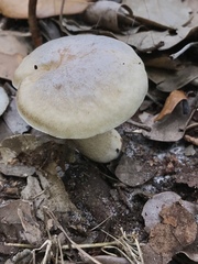 Leccinum chalybaeum