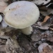 Leccinum chalybaeum - Photo (c) Alan R. Franck, some rights reserved (CC BY-NC), uploaded by Alan R. Franck