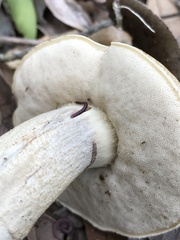 Leccinum chalybaeum