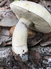 Leccinum chalybaeum