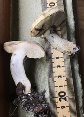 Leccinum chalybaeum