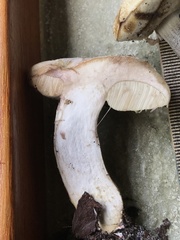 Leccinum chalybaeum
