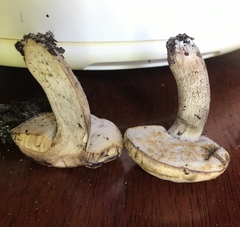 Leccinum chalybaeum