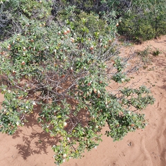 Diplolaena dampieri