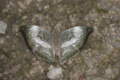 Euthalia anosia