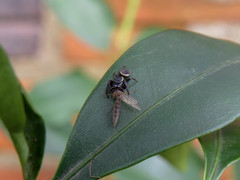 Naubolus