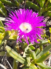 Carpobrotus deliciosus