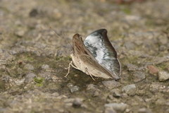 Euthalia anosia