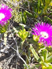Carpobrotus deliciosus