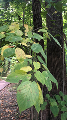 Tilia americana