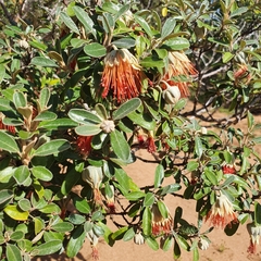 Diplolaena dampieri