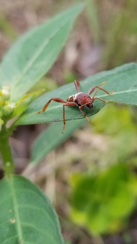 Neoclytus senilis