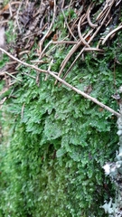 Plagiothecium denticulatum