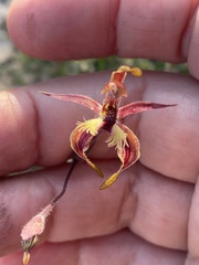 Caladenia plicata