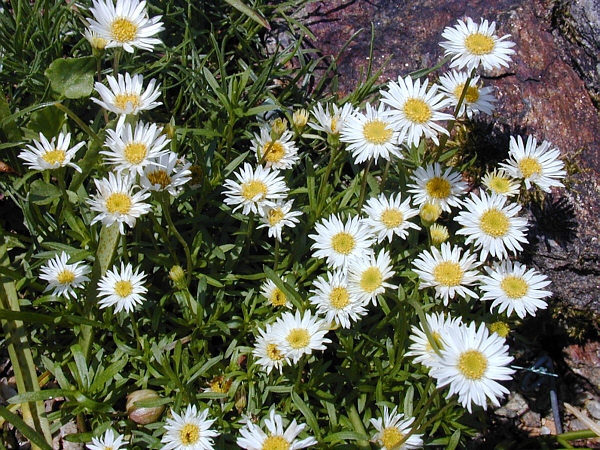 Erigeron hyssopifolius