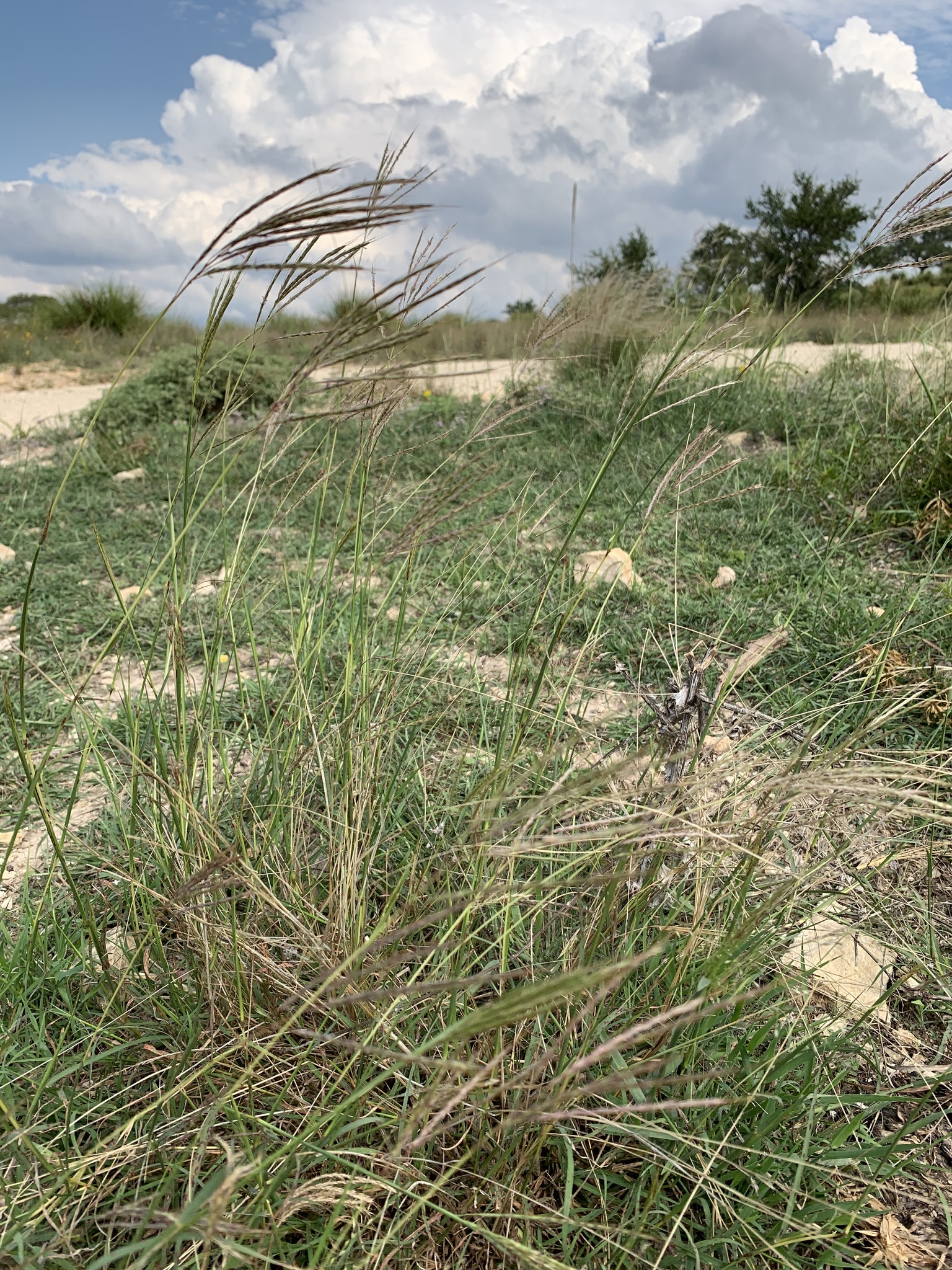 Bothriochloa ischaemum