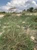 King Ranch Bluestem - Photo (c) MJ -Blanco TX, some rights reserved (CC BY-NC), uploaded by MJ -Blanco TX