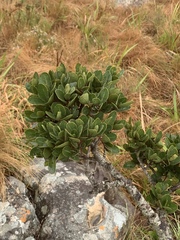Apodytes abbottii
