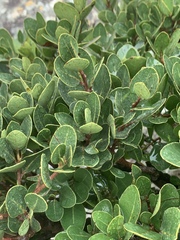 Apodytes abbottii
