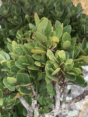 Apodytes abbottii