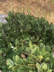 Apodytes abbottii