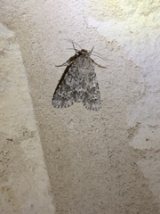 Acronicta rubricoma