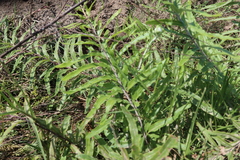 Pityrogramma trifoliata