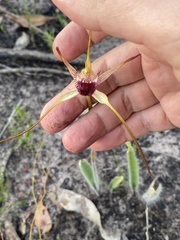 Caladenia heberleana