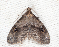 Melanomma auricinctaria