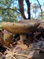 Agaricomycetes