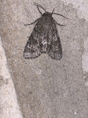 Acronicta rubricoma