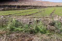 Pityrogramma trifoliata