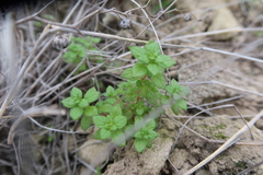 Parietaria debilis
